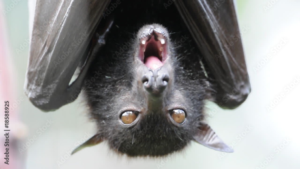 Head Closeup of a Flying Fox, a huge bat