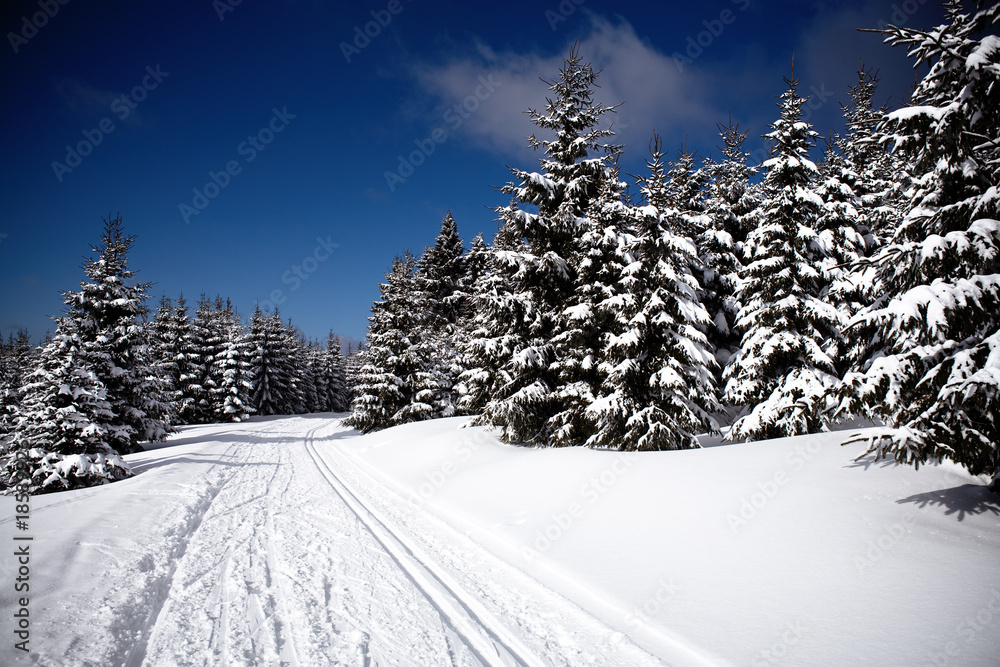 Fototapeta premium winter forest