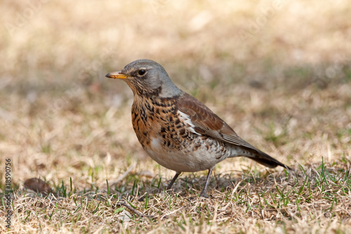 fieldfare