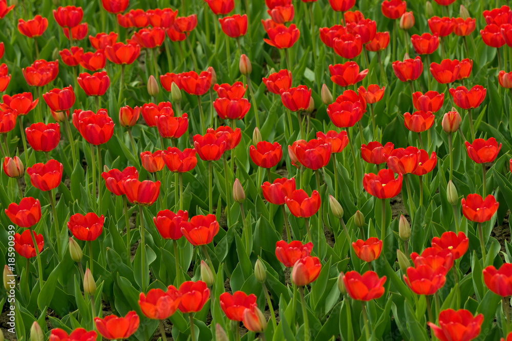 Red tulips field