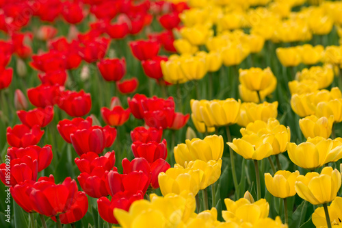 Yellow and red tulips