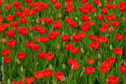 Red tulips field © psamtik