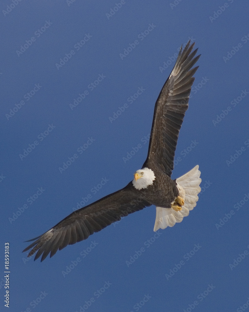 Naklejka premium Bald Eagle # 9301