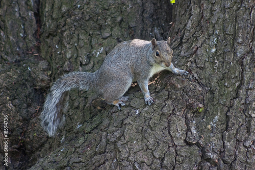 Grey squirrel on tree bark