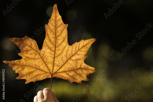 beautiful autumn leaf