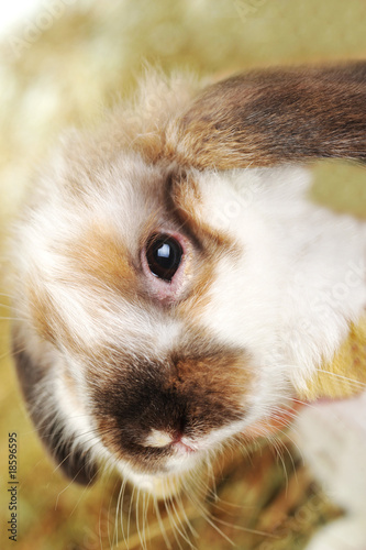 rabbit on hay