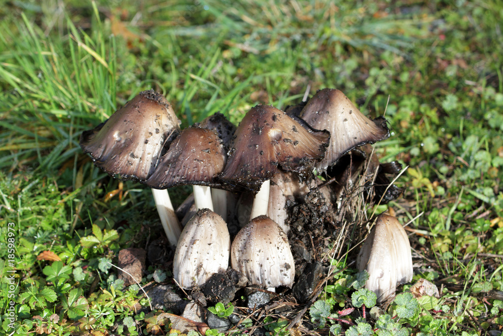 forêt de champignons forêt de champignons