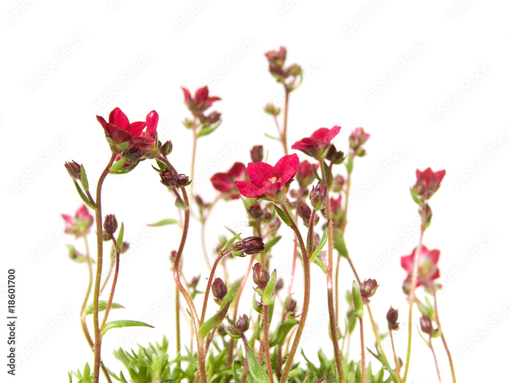 clump of Red Saxifrage (Saxifraga) isolated on white