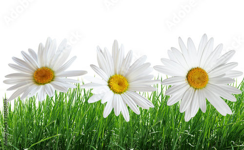 Grass and Daisy