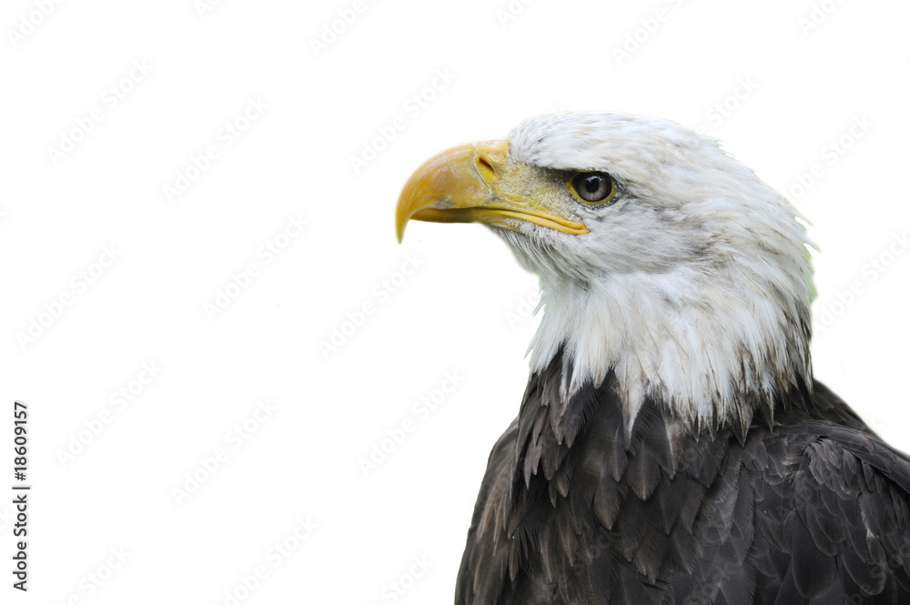 Bald eagle pygargue a tête blanche Bald eagle pygargue a tête blanche