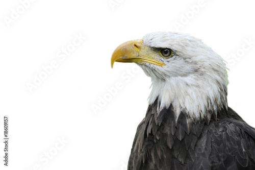 Fototapeta Bald eagle pygargue a tête blanche