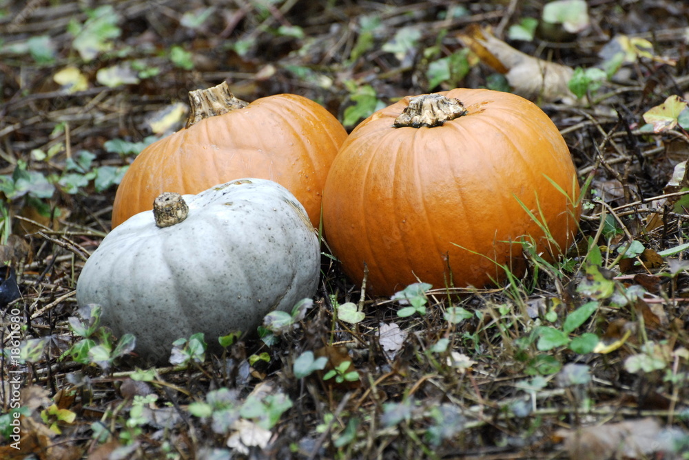 Fototapeta premium three pumpkins