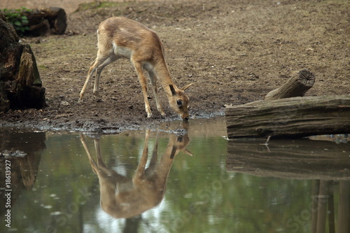 Hirschkalb beim Trinken photo