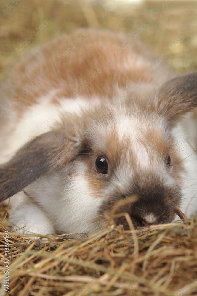 Fototapeta premium rabbit on hay
