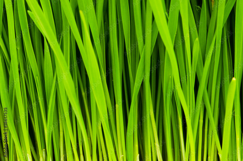 Green glass close up with blades and roots Green glass close up with blades and roots