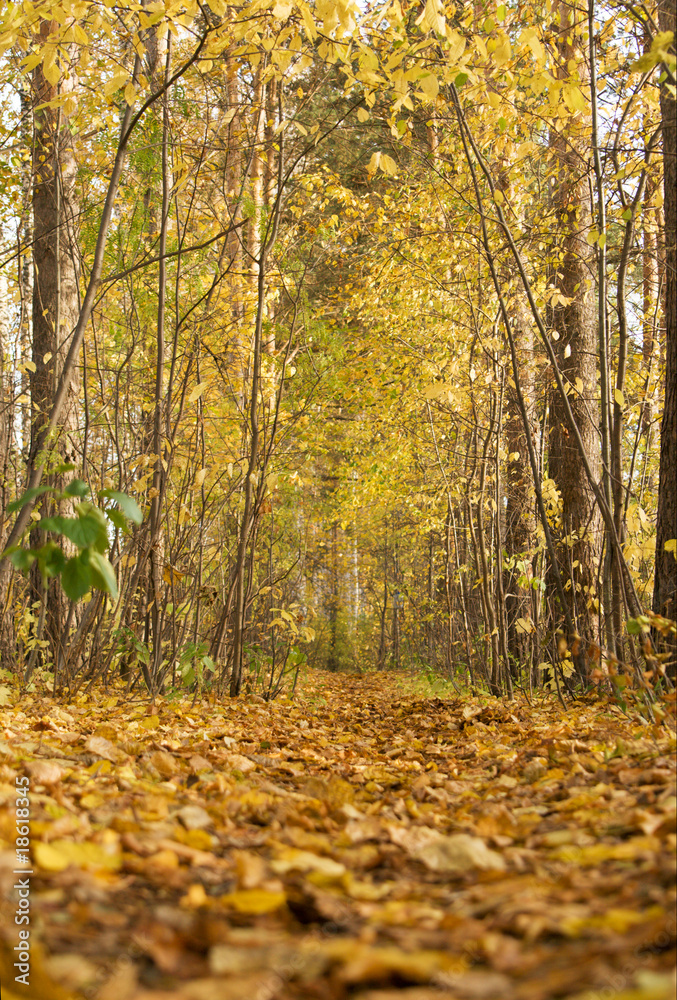 Footpath autumn wood