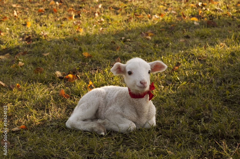 Fototapeta premium lamb