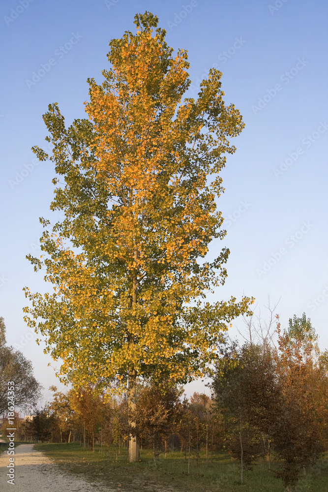 Fototapeta premium Albero autunnale
