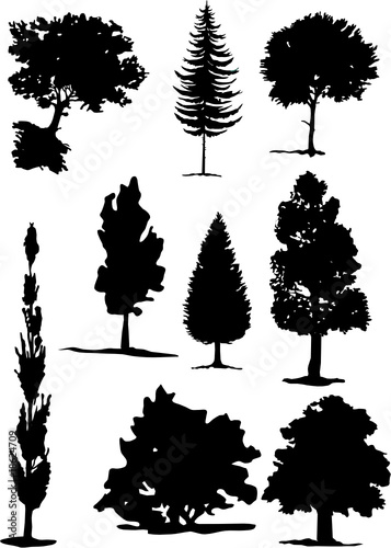 ARBRES ET FORET B