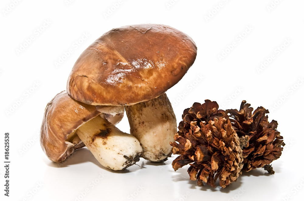Boletus Boletus
