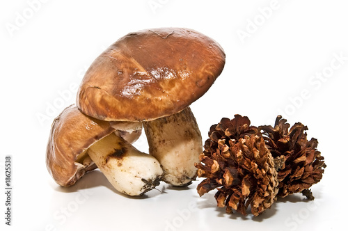 Boletus