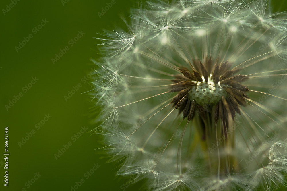 dandelion close