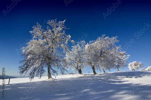 Winterbäume_10