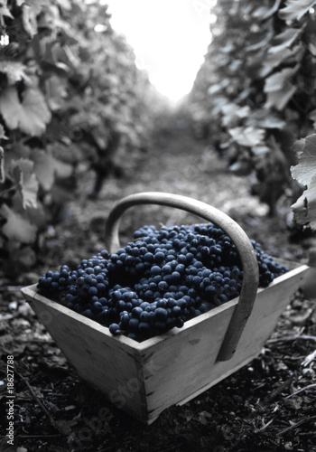 Fotografie le panier