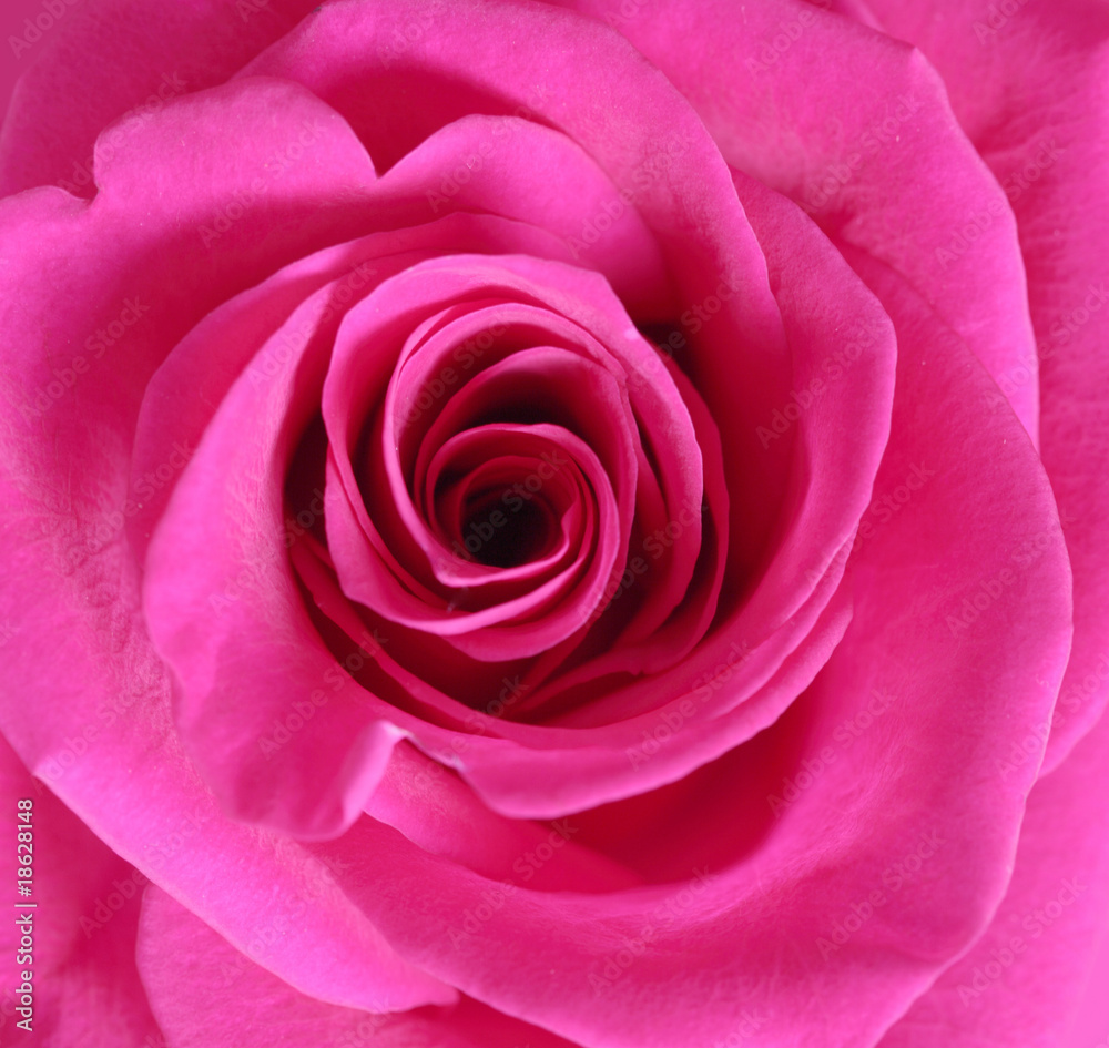 Pink rose close up Pink rose close up