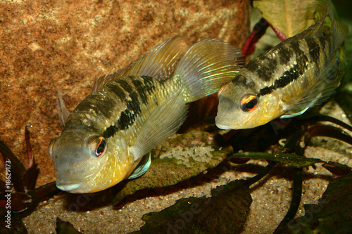Bolivienbuntbarsch (Bourjuquina spec.)