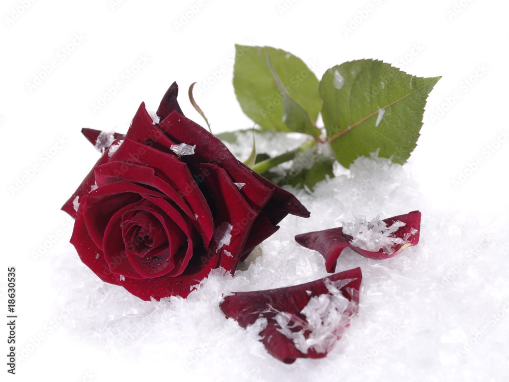 Naklejka premium red rose on the snow with water droplets on petals