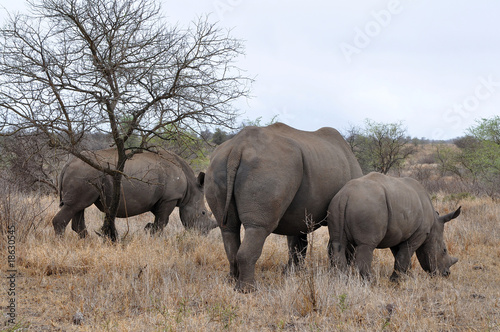 Rhino family with 2 calf,Kruger NP,South Africa