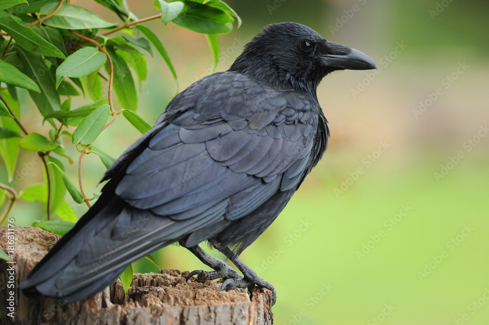 Fototapeta premium Raabe 1.1