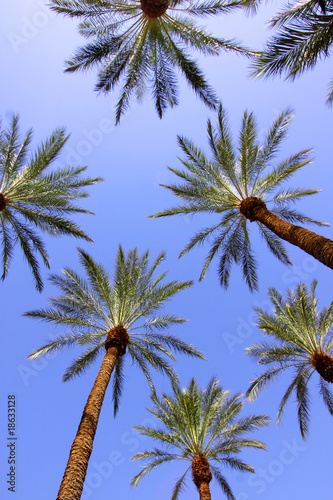 Palm trees