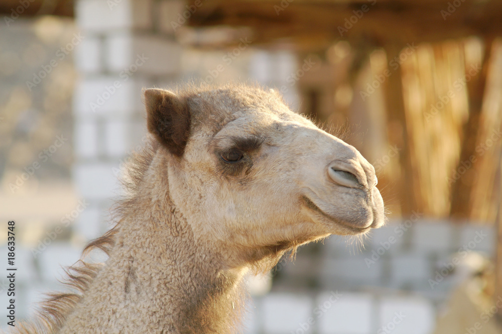 Obraz premium Camel 23