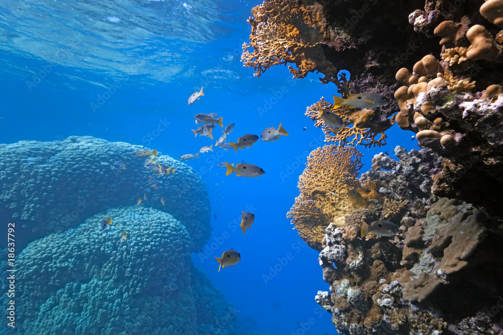 Onespot snapper on the coral reef