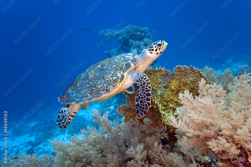 Sea turtle on the coral reef