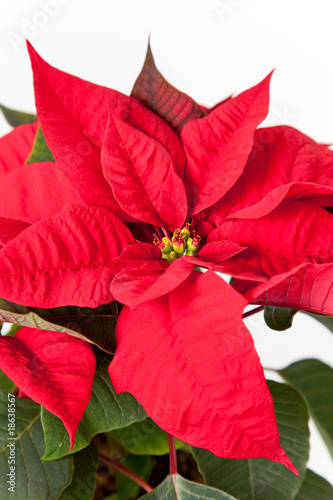 isolated red poinsettia