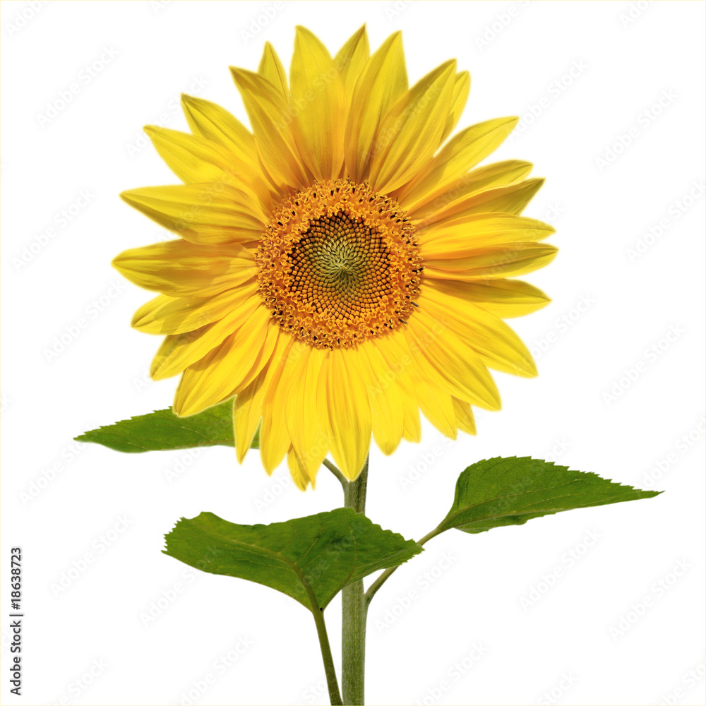 Vivid Sunflower (Isolated)