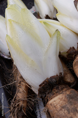 endive