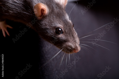rat photo