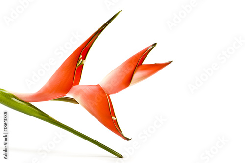 Heliconia 004 photo