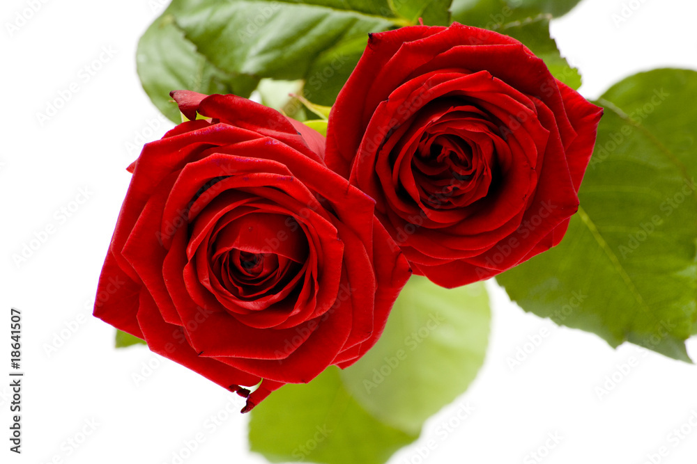 Rose 17 Rose 17