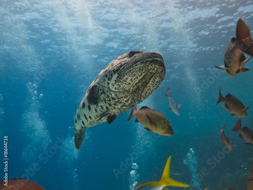 Giant Potato Cod (Epinephelus tukula) Great Barrier Reef photo