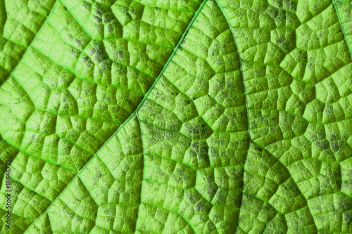 Green leaf structure