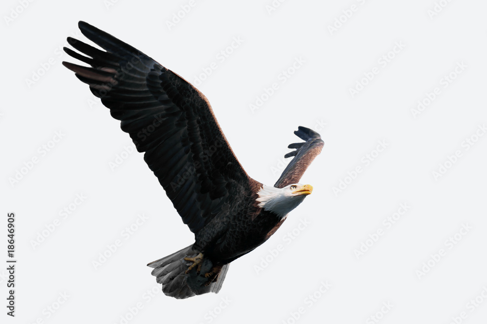 Naklejka premium Isolated Bald Eagle