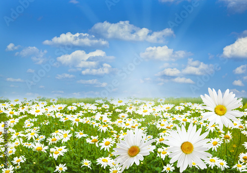 Fototapeta Naklejka Na Ścianę i Meble -  Daisy marguerite field