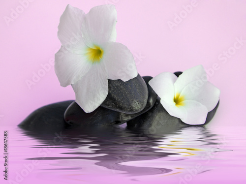 composition rose galets noirs fleurs blanches frangipanier