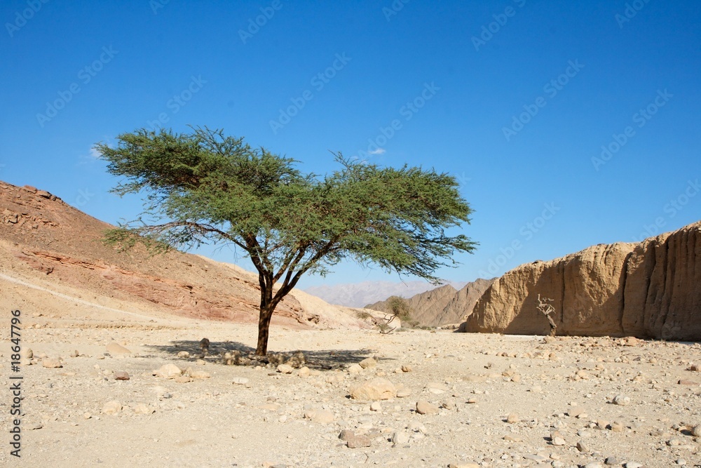 Acacia tree in the desert near Eilat, Israel