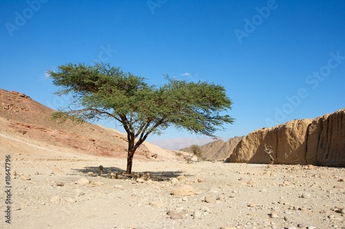 Acacia tree in the desert near Eilat, Israel